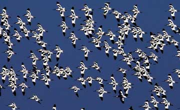 La grande migration des oiseaux vers Tianjin