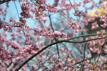 Chine: Des fleurs de cerisiers s'épanouissent à Wuhan