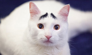 Sam, le chat blanc aux sourcils noirs