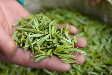 Ramasser des feuilles de thé à Zunyi en photos