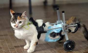 Un chat paralysé apprend à se déplacer sur des roulettes