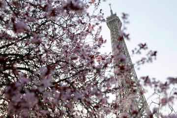 Fleurs de cerisier à Paris