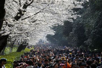 100 000 personnes venues admirer les cerisiers à l'Université de Wuhan