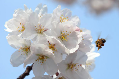 Saison des Fleurs de Cerisier à Tokyo
