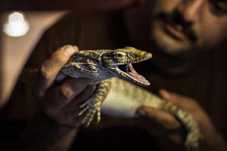 Mamdouh Tolba, commerçant d'animaux égyptien