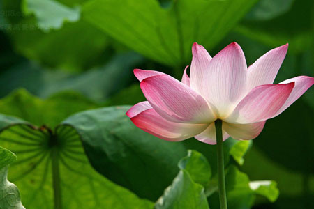 Hangzhou : les lotus sur le lac de l'Ouest