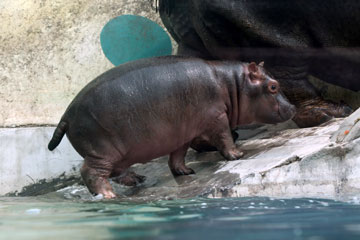 Photos d'un bébé hippopotame adorable à Jinan