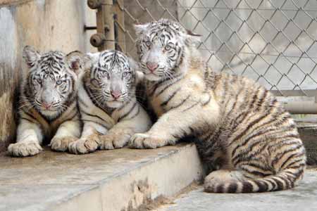 Un triplet de tigres blancs fait leur apparition publique à Xi'an