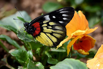 Photos - des papillons dans un parc à Luoyang