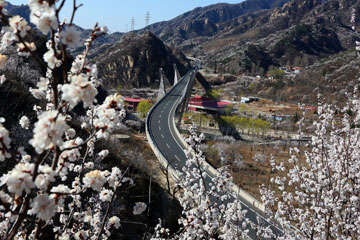 Des fleurs s'épanouissent près de la route nationale 111 à Beijing