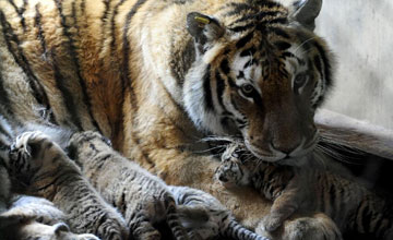 Une tigresse et ses bébés nouveaux-nés
