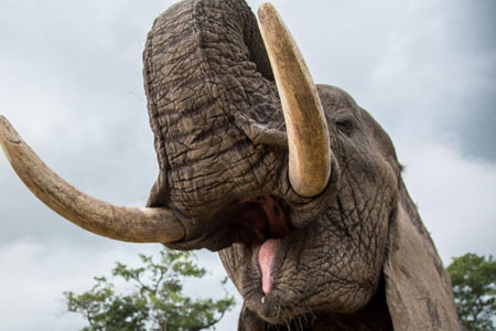 Ecotourisme : programme d'interaction avec l'éléphant au Zimbabwe