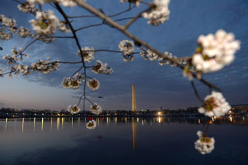 Des fleurs de cerisier s'épanouissent à Washington D.C.