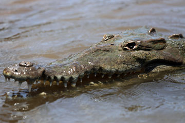 Costa Rica: des crocodile dans la rivière Tarcoles