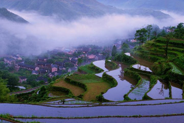 Zhejiang : les champs en terrasses dans la brume