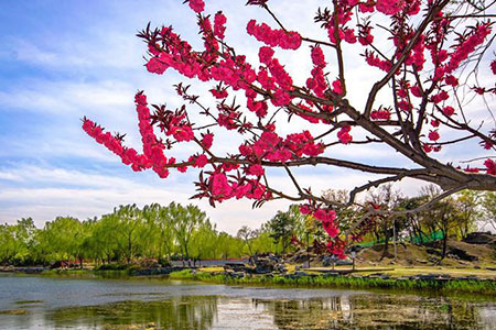 Paysage de printemps merveilleux à Jiuzhou Qingyan