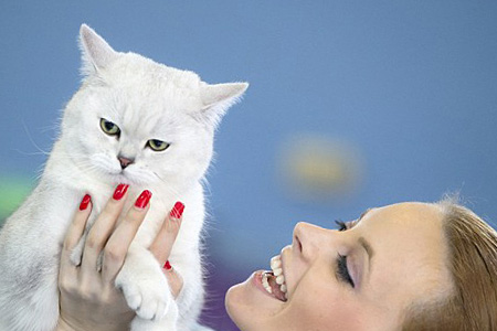 Un show international de chats débute en Roumanie