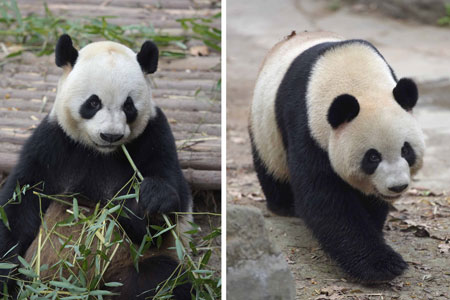 Départ de deux pandas géants pour Macao