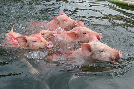 Chine : le drôle de concours de plongeon de cochons