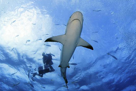 Des requins des Caraibes en photos