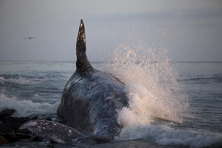 Une baleine grise est morte au Mexique