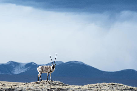 Migration d'antilopes tibétaines en images