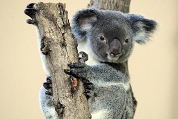 Photos - D'adorables koalas au zoo de Singapour