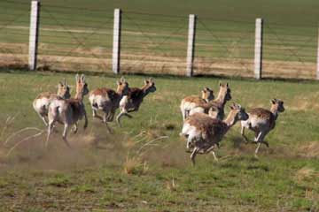 Plus de 200 gazelles de Daourie aperçues en Mongolie-Intérieure