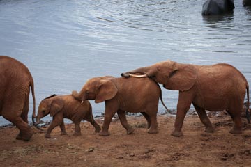 Des animaux dans le Parc national de Tsavo East au Kenya