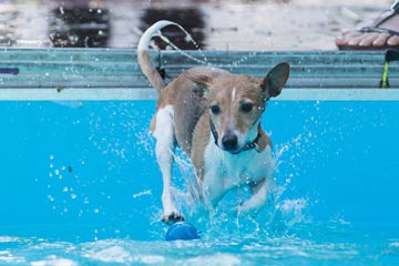 Photos - Une compétition de plongeon de chiens à Budapest