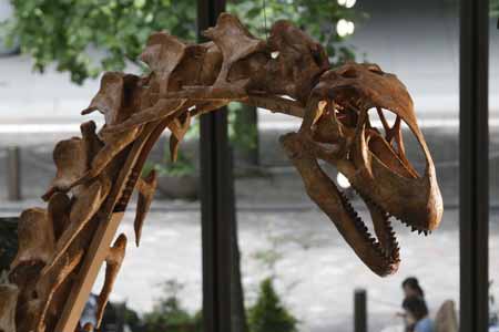 Squelette d'un Turiasaurus exposé au Japon