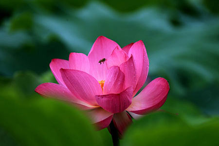 Fleurs de lotus à Huangshan