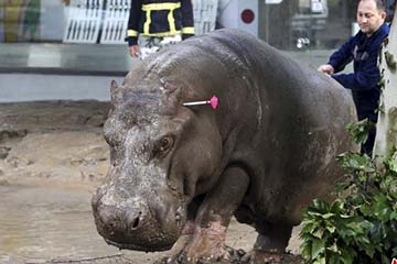 Un hippopotame en liberté suite à un violent orage