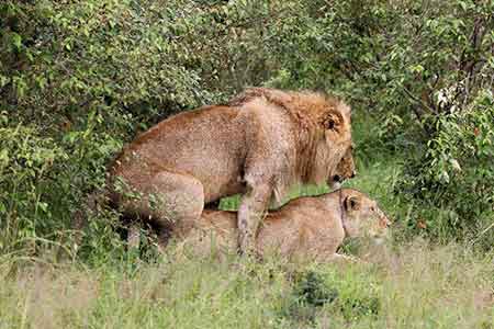Réserve nationale de Masai Mara au Kenya