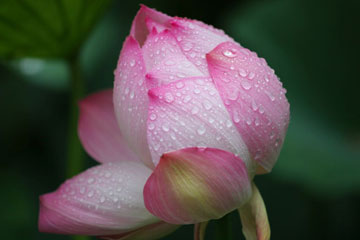 Photos - les fleurs de lotus sous la pluie