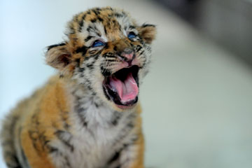 Photos - D'adorables bébés tigres sibériens à Shenyang