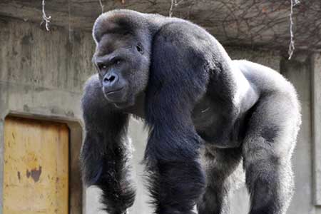 Photos - Shabani, le gorille beau gosse