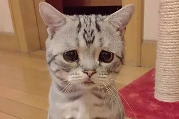 Insolite: Luhu, le chaton le plus triste de la Toile, fait le buzz