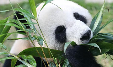 Le premier mois des pandas Kaikai et Xinxin à Macao