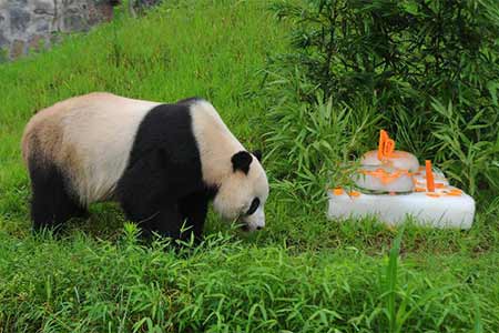 Le panda Taishan a célébré son dixième anniversaire en Chine dans le Sichuan