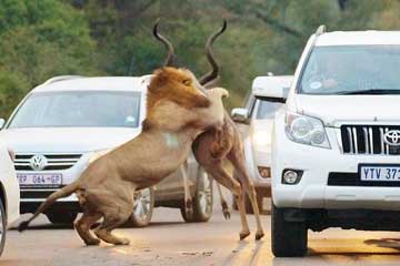 Combat entre un lion et une antilope en Afrique du Sud