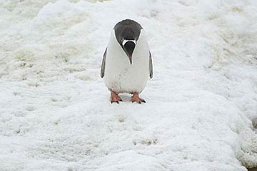 Les pingouins mignons