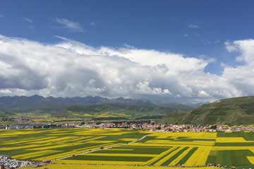 Une mer de fleurs jaunes à Menyuan, Qinghai