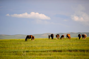 Photos - paysages de la prairie de Ulgai en Mongolie intérieure