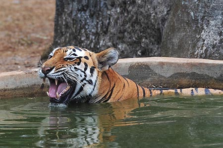 Journée internationale du tigre 2015