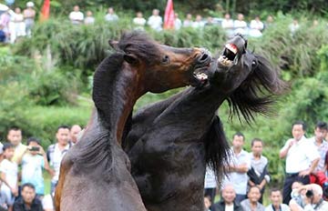 Un combat de chevaux