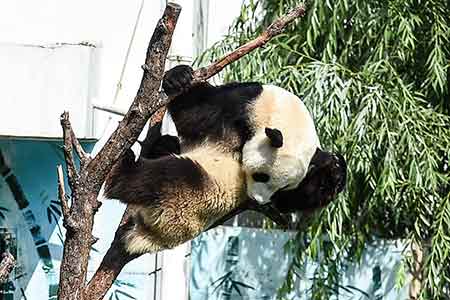 Le panda géant Caitao à Taiyuan