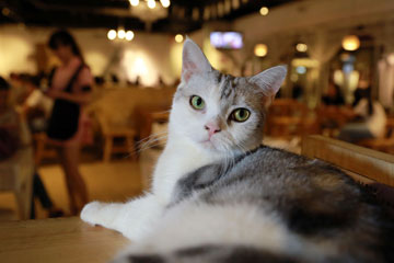 Photos - un café à chat à Shenyang