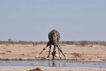 Parc national Nxai Pan au Botswana en images