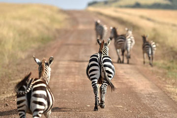 Le réserve nationale du Masai Mara au Kenya